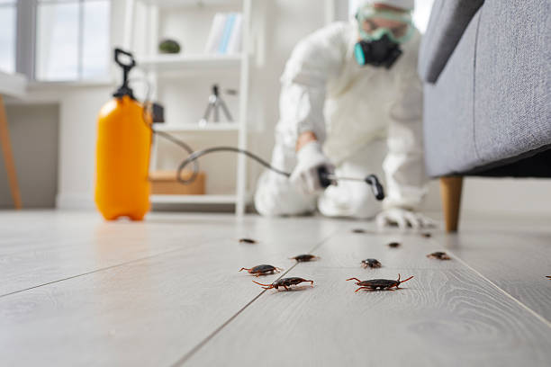 Commercial Kitchen Cockroach Control in Saline